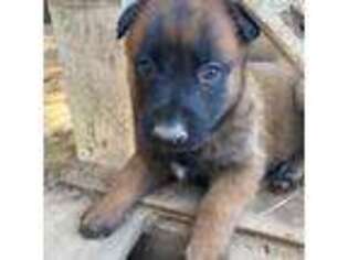 Belgian Malinois Puppy for sale in Taylorsville, MS, USA