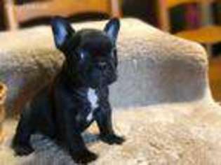 French Bulldog Puppy for sale in Harrisonburg, VA, USA