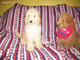 Goldendoodle Puppy for sale in Dearborn, MI, USA