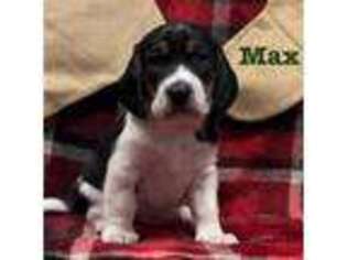 Beagle Puppy for sale in Roy, WA, USA
