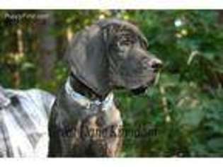 Great Dane Puppy for sale in Eatonville, WA, USA