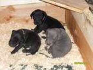 Great Dane Puppy for sale in New Gloucester, ME, USA
