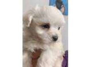 Maltese Puppy for sale in Granada Hills, CA, USA
