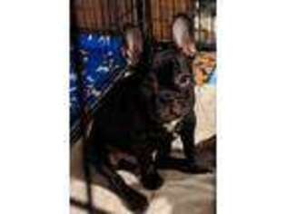 French Bulldog Puppy for sale in Poteau, OK, USA