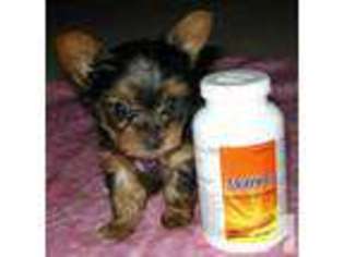 Yorkshire Terrier Puppy for sale in CITY OF INDUSTRY, CA, USA