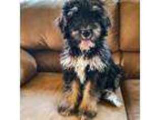 Mutt Puppy for sale in Boring, OR, USA