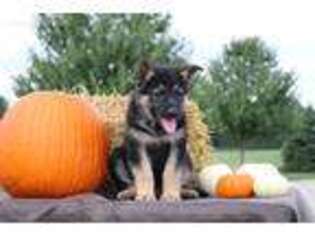 German Shepherd Dog Puppy for sale in Navarre, OH, USA
