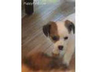 Jack Russell Terrier Puppy for sale in Miller Place, NY, USA