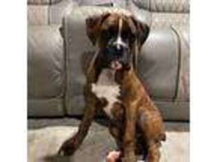 Boxer Puppy for sale in Fall River, MA, USA