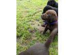 Labrador Retriever Puppy for sale in Kent City, MI, USA
