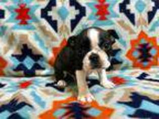 Boston Terrier Puppy for sale in Petal, MS, USA