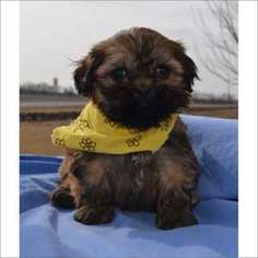 Lhasa Apso Puppy for sale in Tucson, AZ, USA