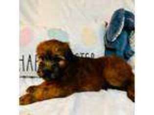 Soft Coated Wheaten Terrier Puppy for sale in Uniontown, PA, USA