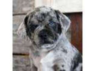 Puggle Puppy for sale in West Plains, MO, USA