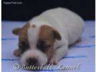 Jack Russell Terrier Puppy for sale in Citra, FL, USA