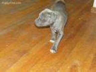 Mutt Puppy for sale in Freehold, NY, USA