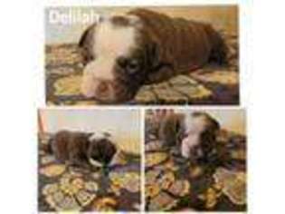 Bulldog Puppy for sale in Rushville, IN, USA