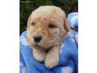 Labradoodle Puppy for sale in North Plains, OR, USA