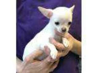 Chihuahua Puppy for sale in Tucson, AZ, USA