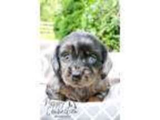 Dachshund Puppy for sale in Topeka, IN, USA