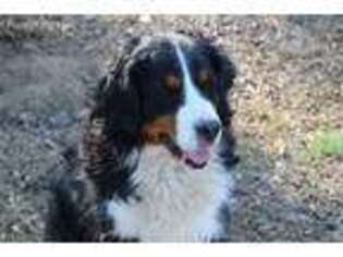 Bernese Mountain Dog Puppy for sale in Peach Bottom, PA, USA