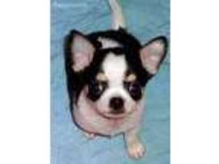 Chihuahua Puppy for sale in South Bend, IN, USA