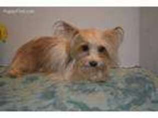 Yorkshire Terrier Puppy for sale in Glen Allen, VA, USA