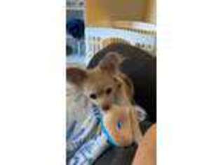 Chihuahua Puppy for sale in Merritt Island, FL, USA