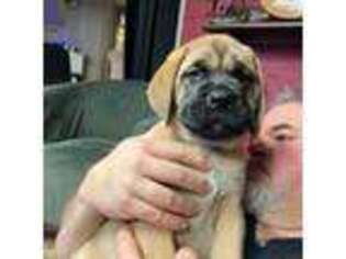 Mastiff Puppy for sale in Lorain, OH, USA