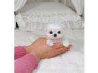 Maltese Puppy for sale in Susanville, CA, USA