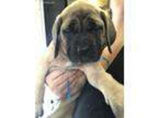 Mastiff Puppy for sale in Temple, TX, USA