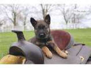 Belgian Malinois Puppy for sale in Lexington, KY, USA