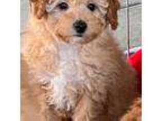 Mutt Puppy for sale in Mount Vernon, IL, USA