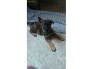 German Shepherd Dog Puppy for sale in Mount Pocono, PA, USA