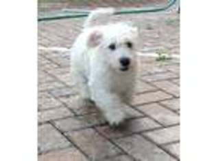 Mutt Puppy for sale in Lake Worth, FL, USA
