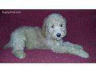 Mutt Puppy for sale in Eagle Creek, OR, USA