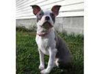 Boston Terrier Puppy for sale in Lexington, MI, USA