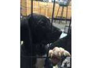 Great Dane Puppy for sale in HOMESTEAD, FL, USA