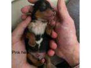 Yorkshire Terrier Puppy for sale in Los Osos, CA, USA