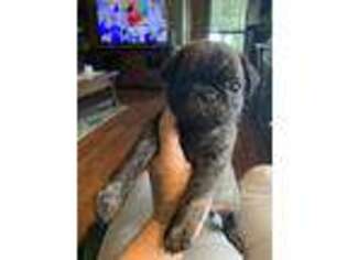 Pug Puppy for sale in Bryant, IN, USA