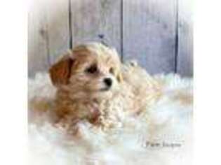 Maltese Puppy for sale in Chesterfield, VA, USA