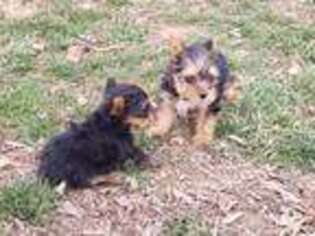 Yorkshire Terrier Puppy for sale in Pinckneyville, IL, USA