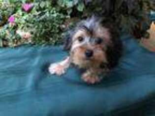 Yorkshire Terrier Puppy for sale in Fyffe, AL, USA