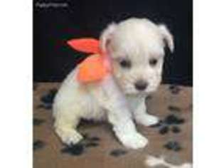 Mutt Puppy for sale in Rockdale, TX, USA