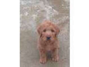 Labradoodle Puppy for sale in Upsala, MN, USA