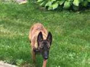 Belgian Malinois Puppy for sale in Union, NJ, USA