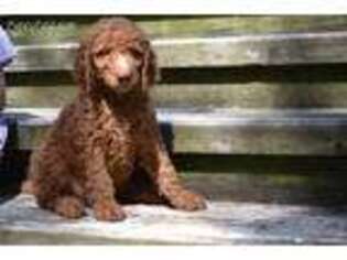 Goldendoodle Puppy for sale in Elroy, WI, USA
