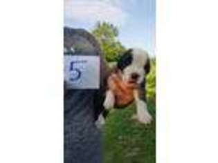 Saint Bernard Puppy for sale in Mooreland, IN, USA