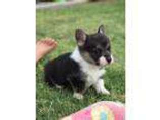 Pembroke Welsh Corgi Puppy for sale in Andrews, TX, USA