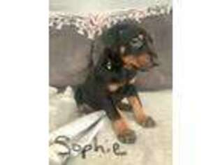 Doberman Pinscher Puppy for sale in Hooper, UT, USA
